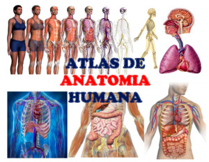 Atlas-de-Anatomia-Humanapdf