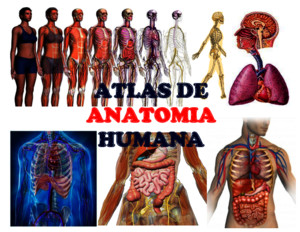 Atlas de anatomia humanapdf
